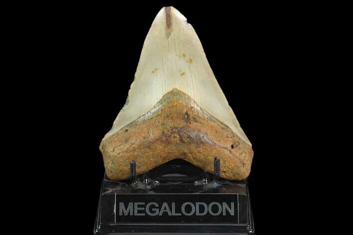 Fossil Megalodon Tooth - North Carolina #124935